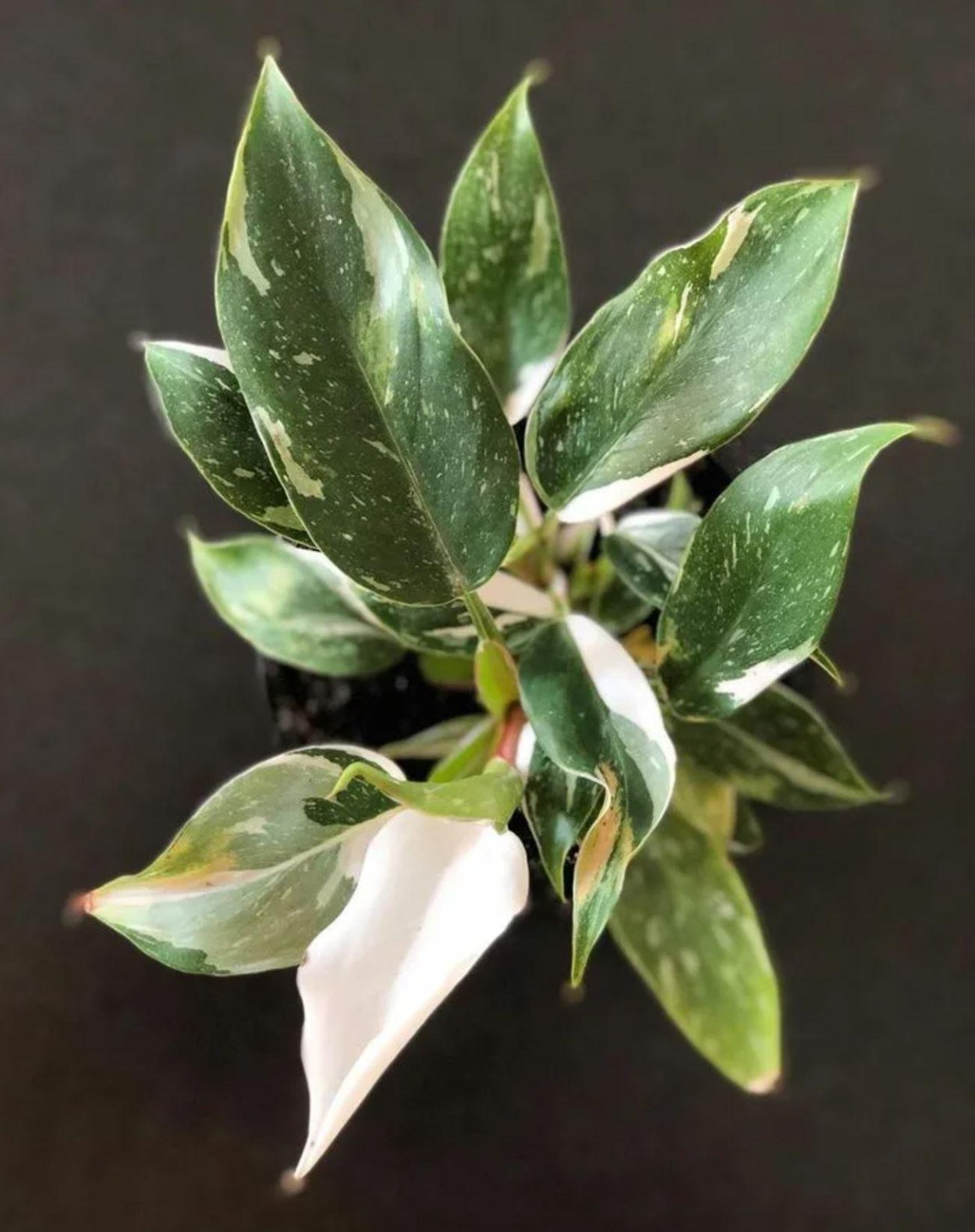 Филодендрон White Knight