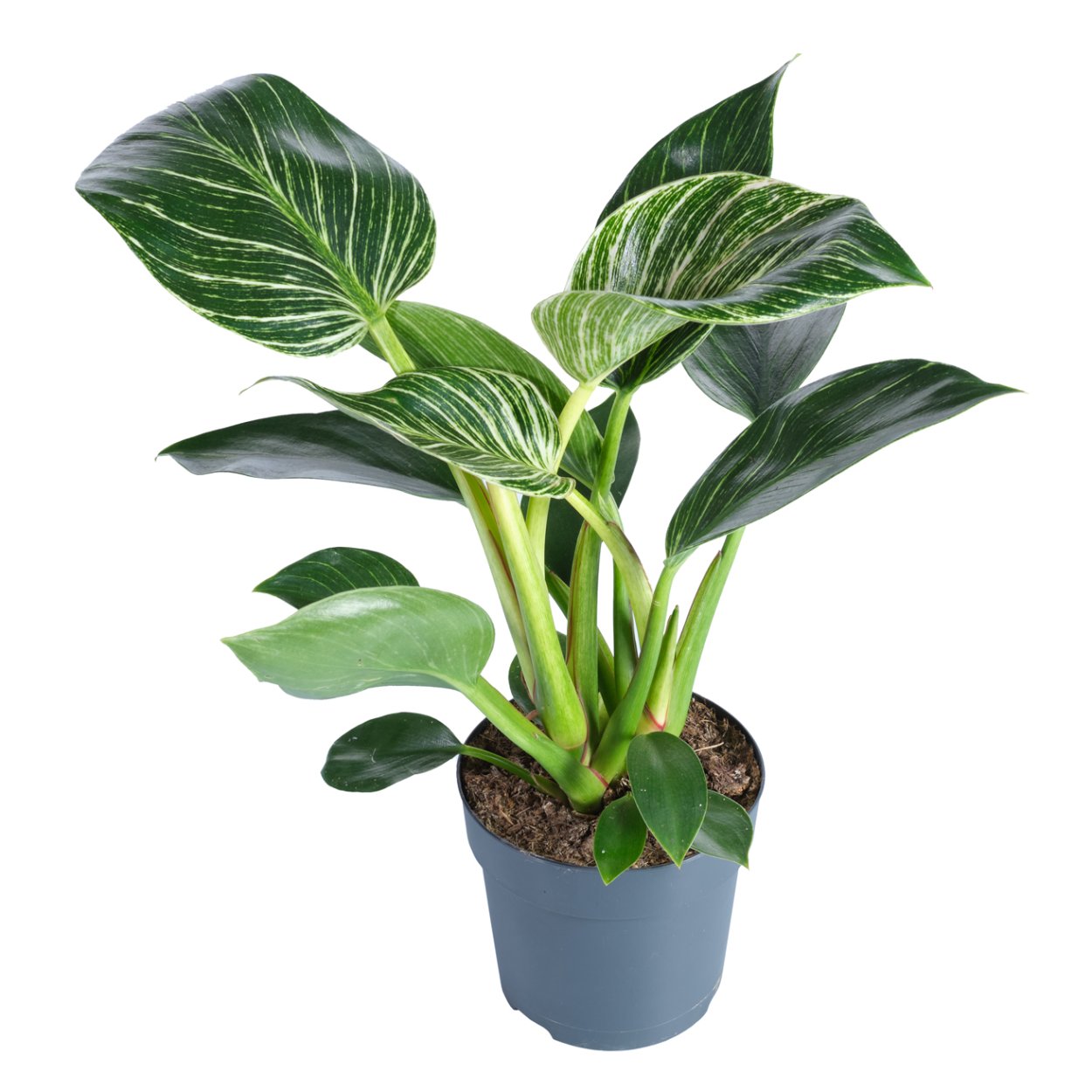 Филодендрон Уайт мейджер