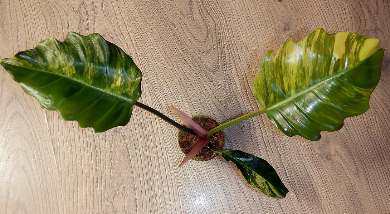 Филодендрон карамель Марбл купить