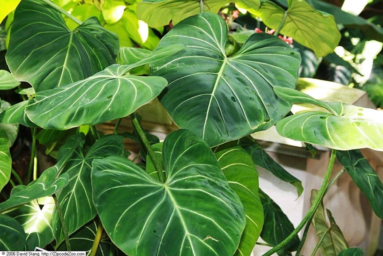 Филодендрон глориозум