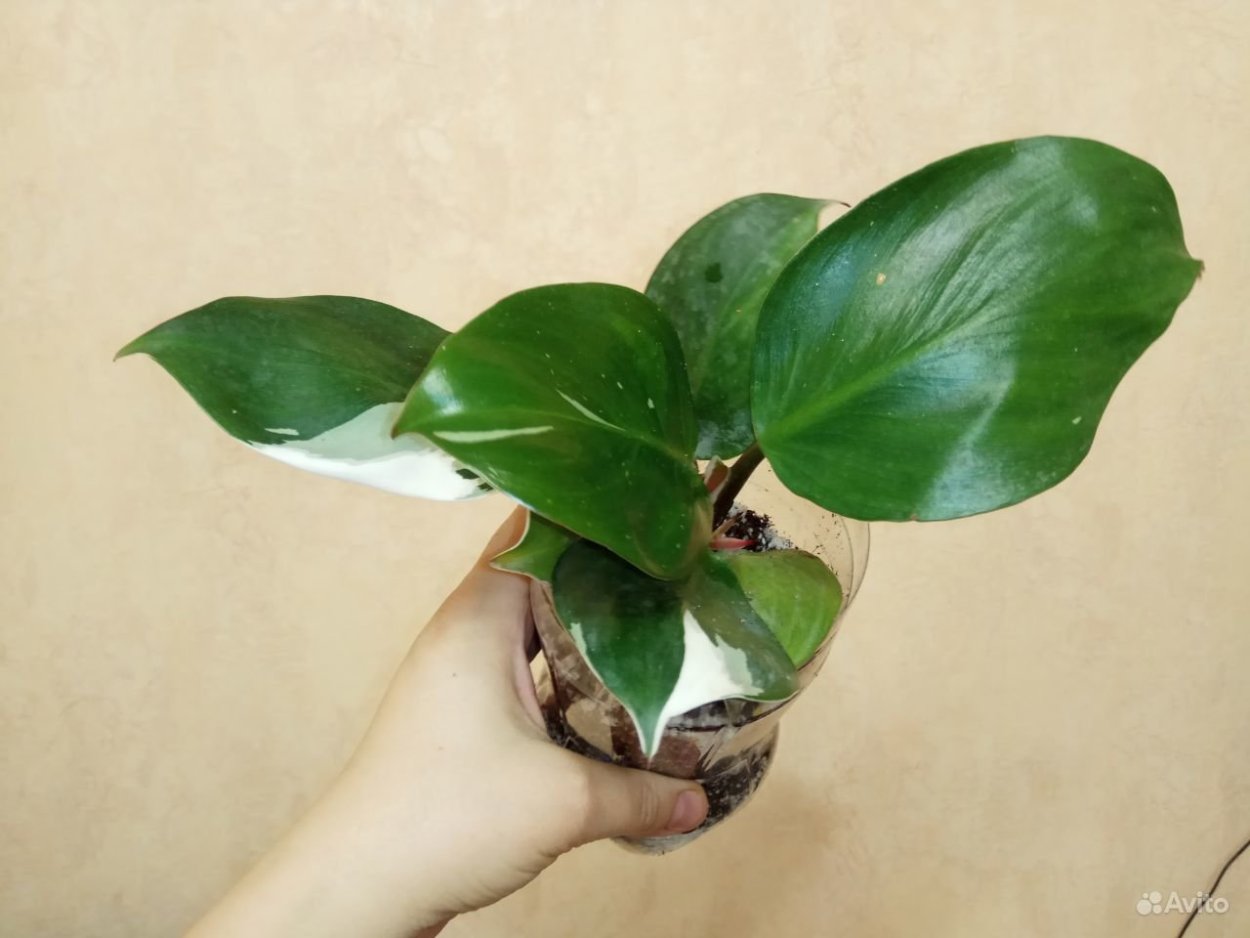 Филодендрон Вайт кнайт White Knight