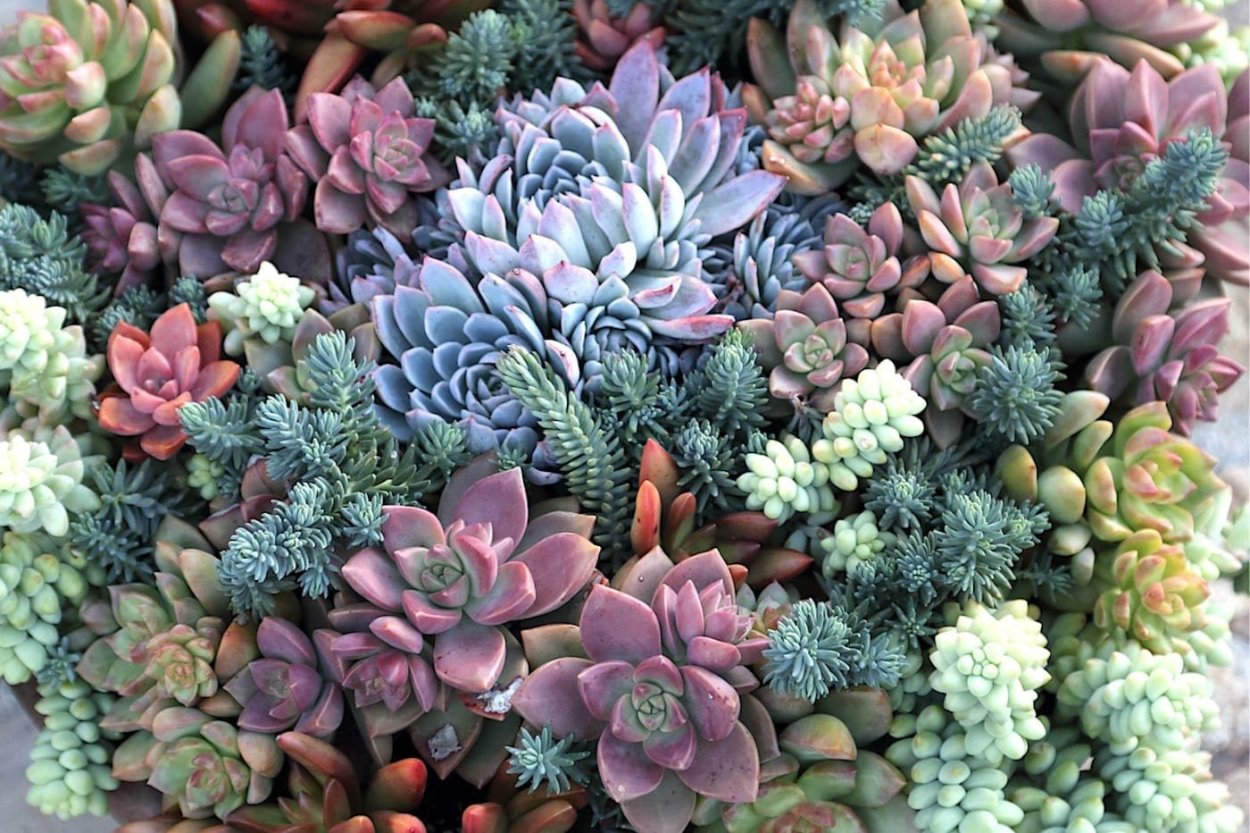 Асфоделовые Суккуленты