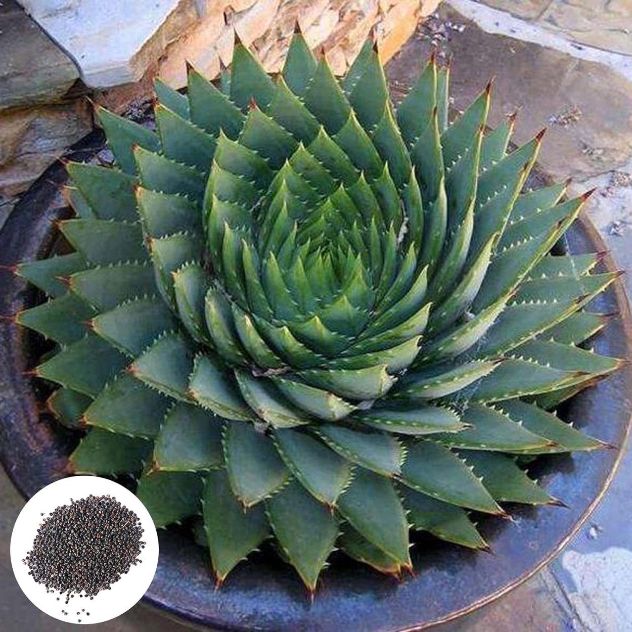 Суккулент алоэ многолистное