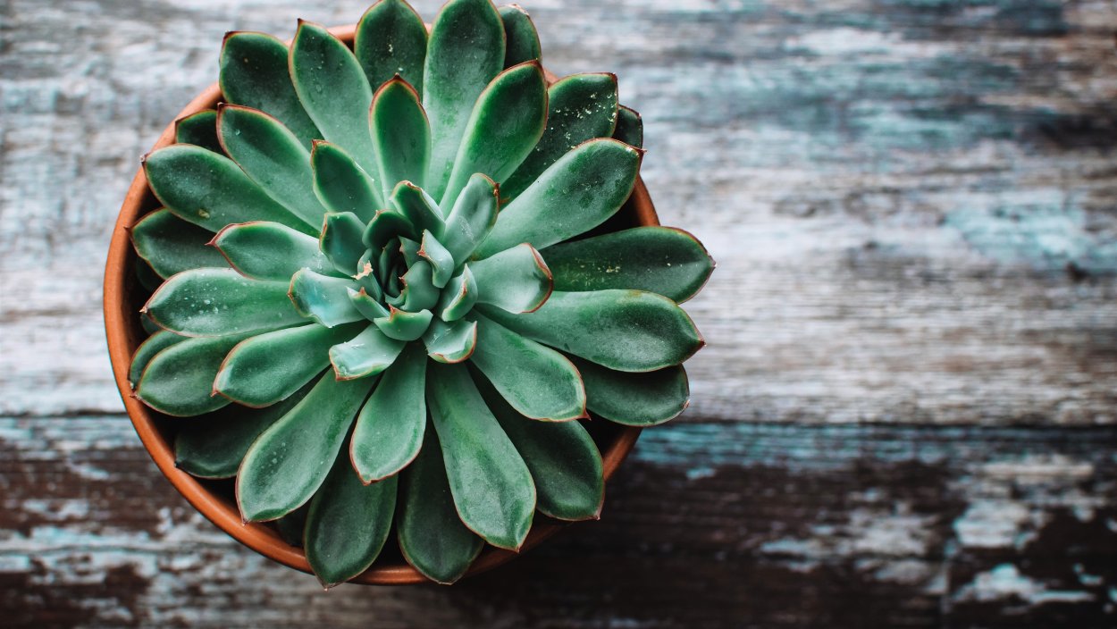 Эхеверия Рондо