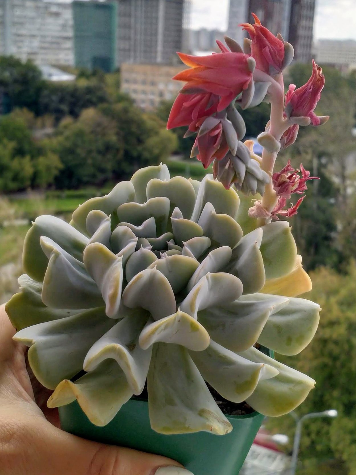 Цветение суккулентов