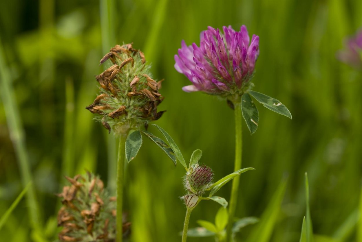 Клевер (Trifolium)