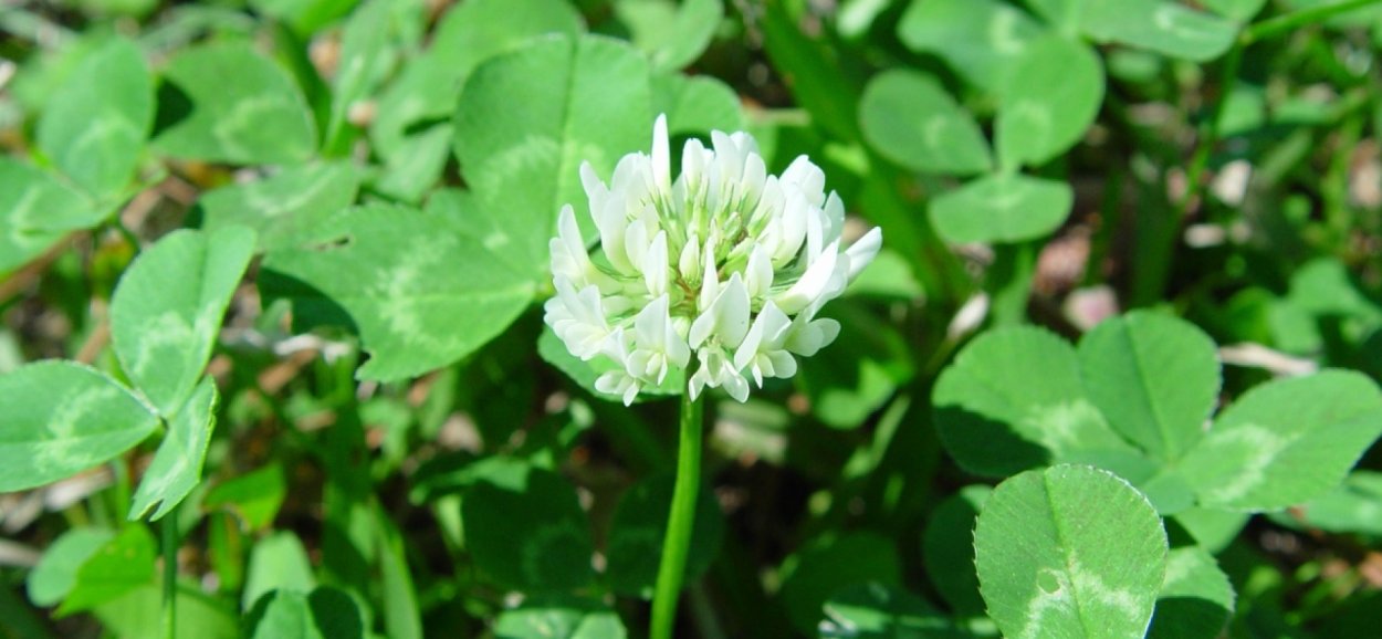 Клевер ползучий (Trifolium repens)