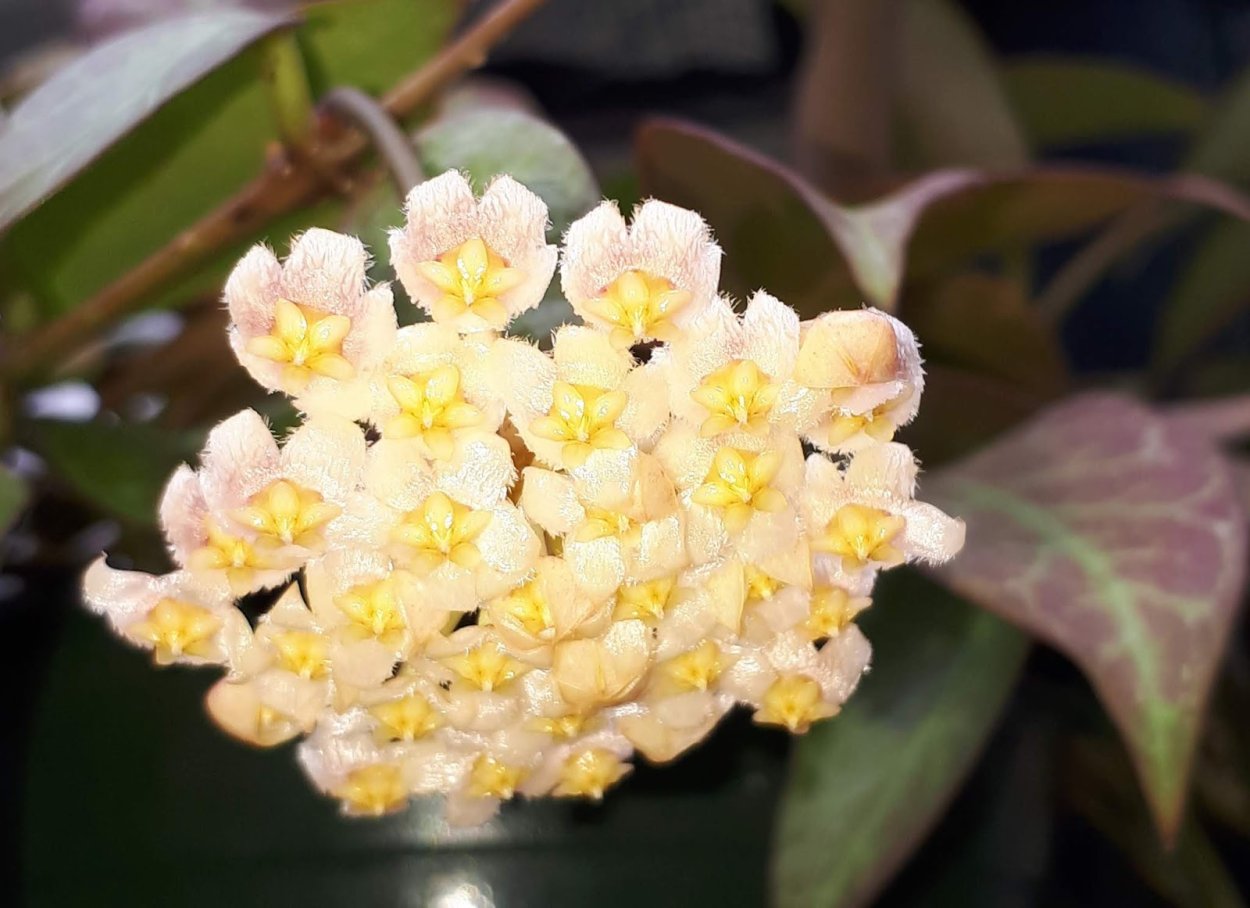 Хойя св Санрайз