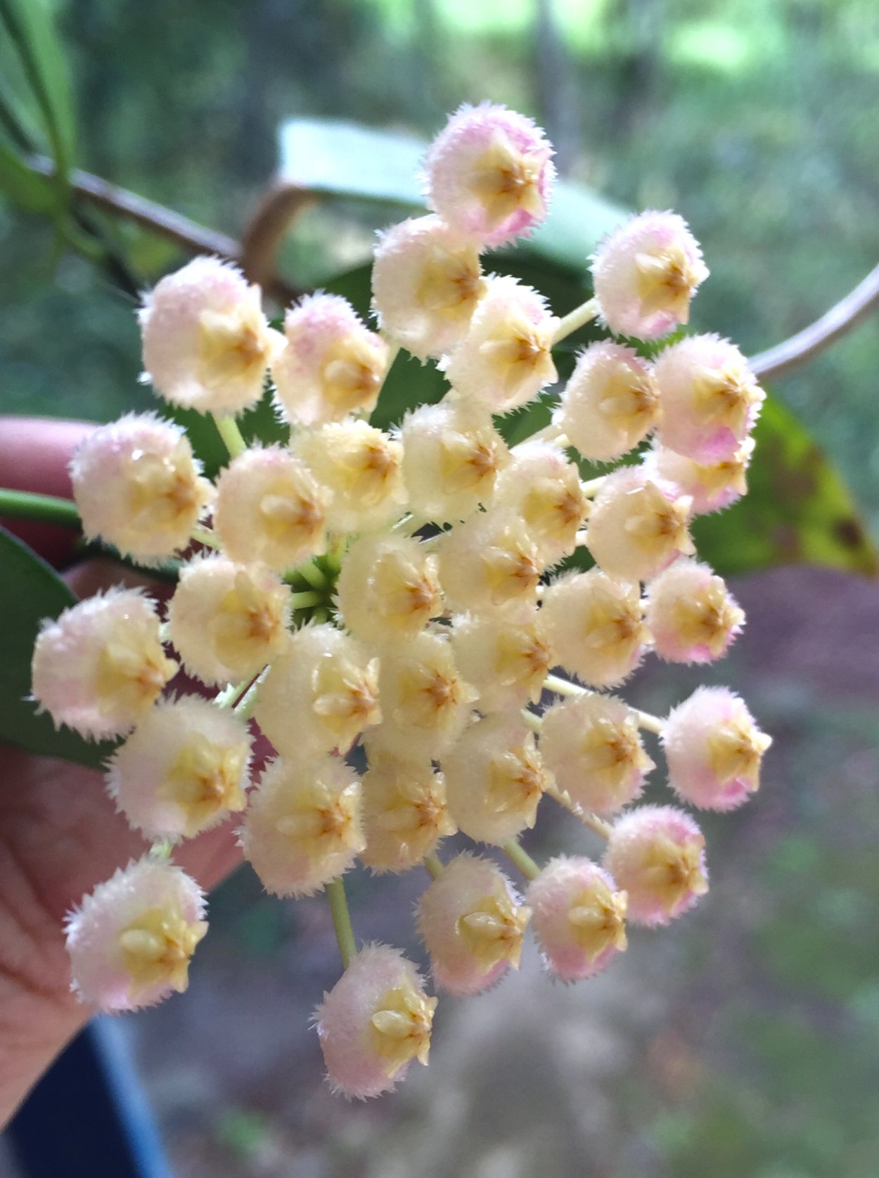 Хойя Sunrise Splash