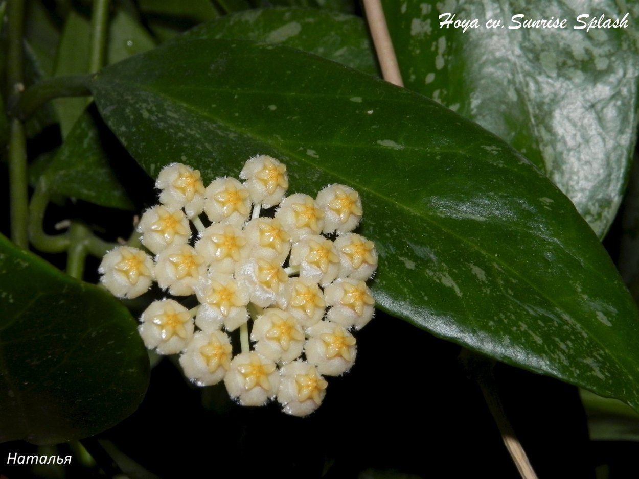 Хойя Tequila Sunrise