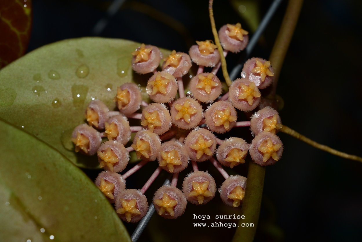 Хойя Санрайз Сплэш