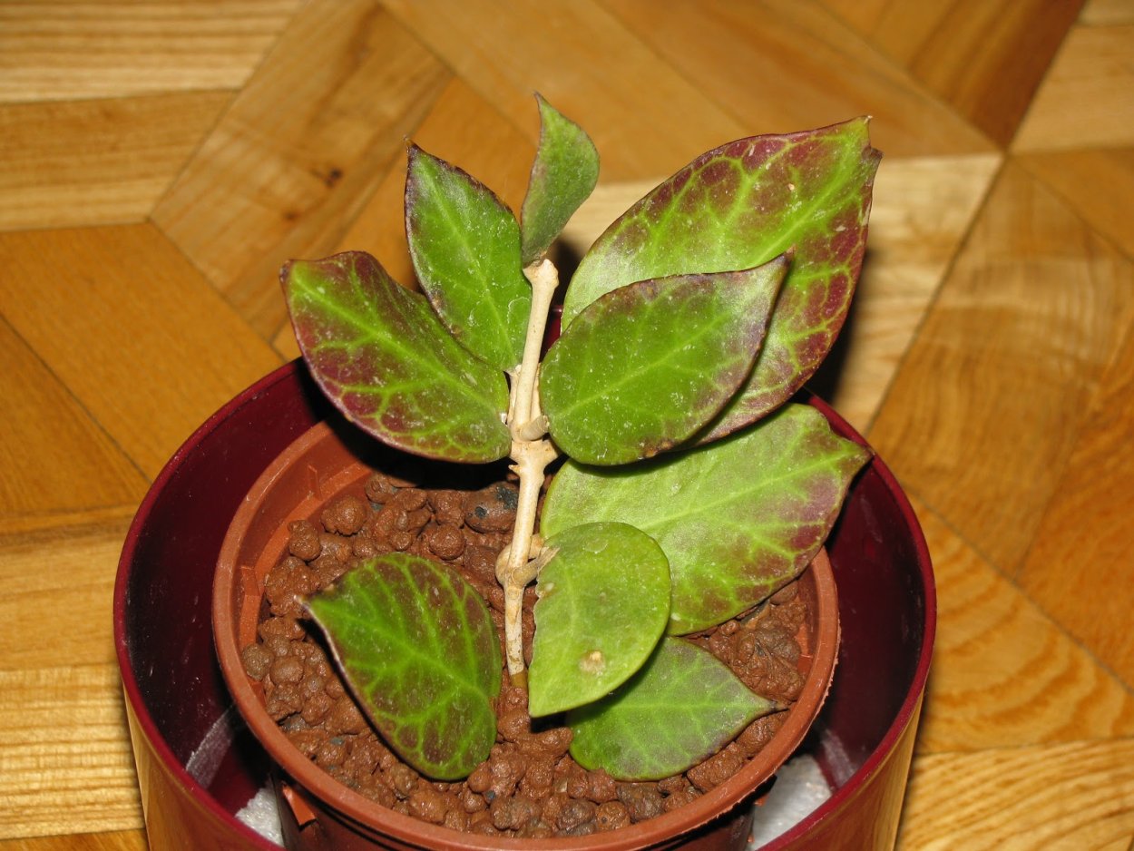 Hoya Tequila Sunrise