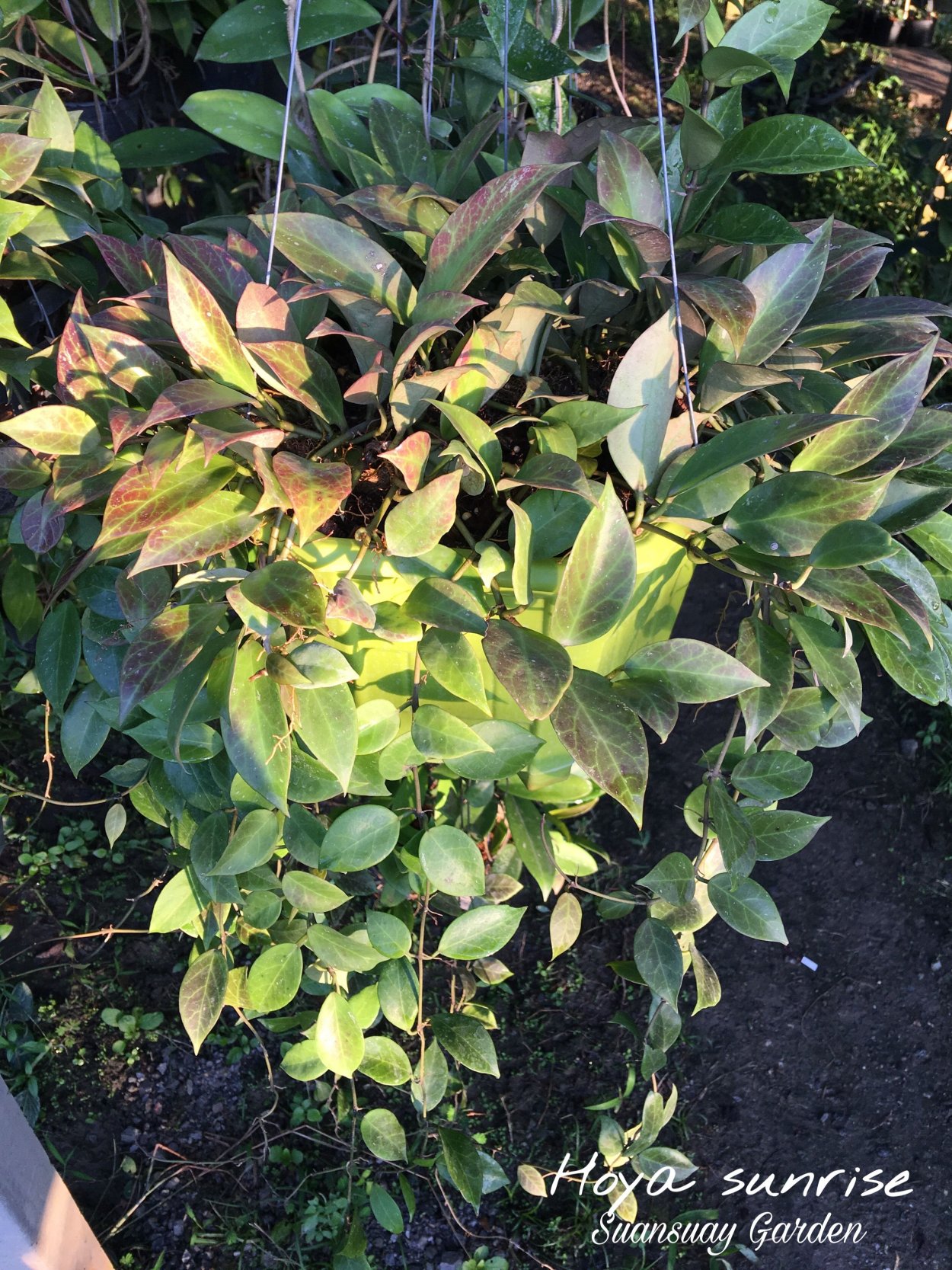 Хойя Сунрисе