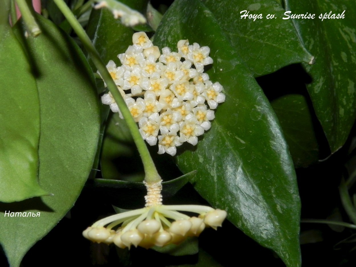 Хойя Сунрисе Сплеш