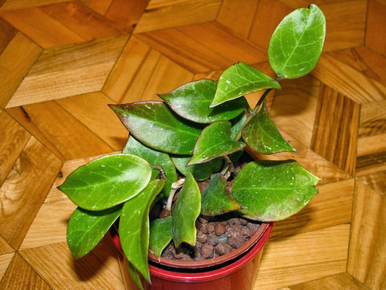 Хойя обскура и Санрайз разница