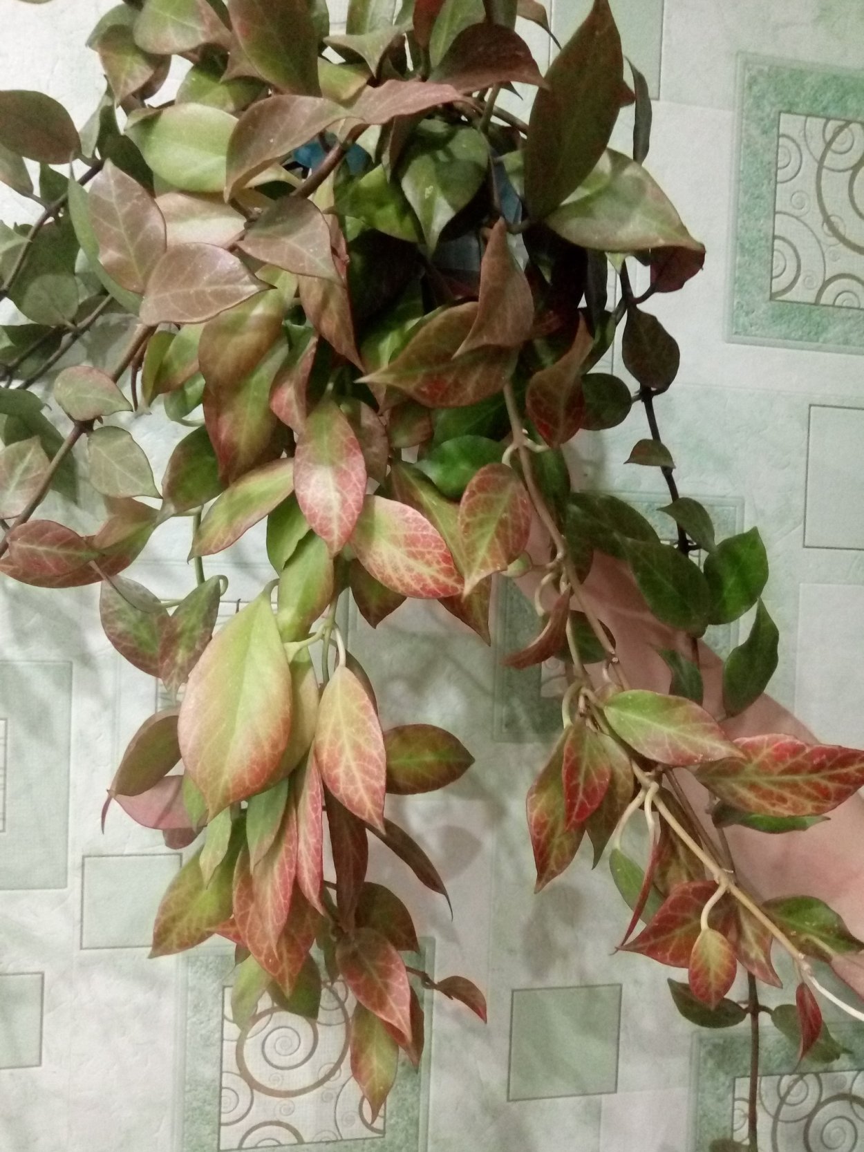 Хойя Санрайз