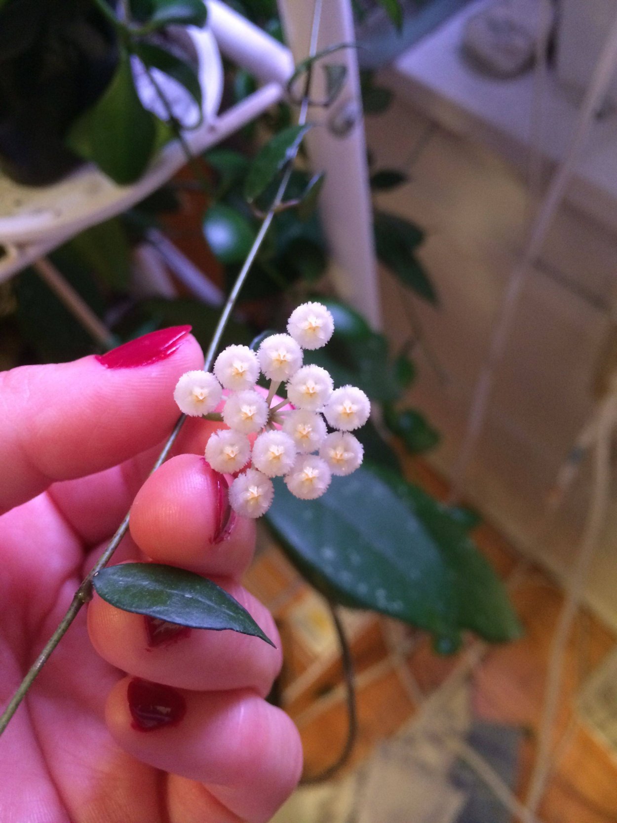 Хойя lacunosa Langkawi