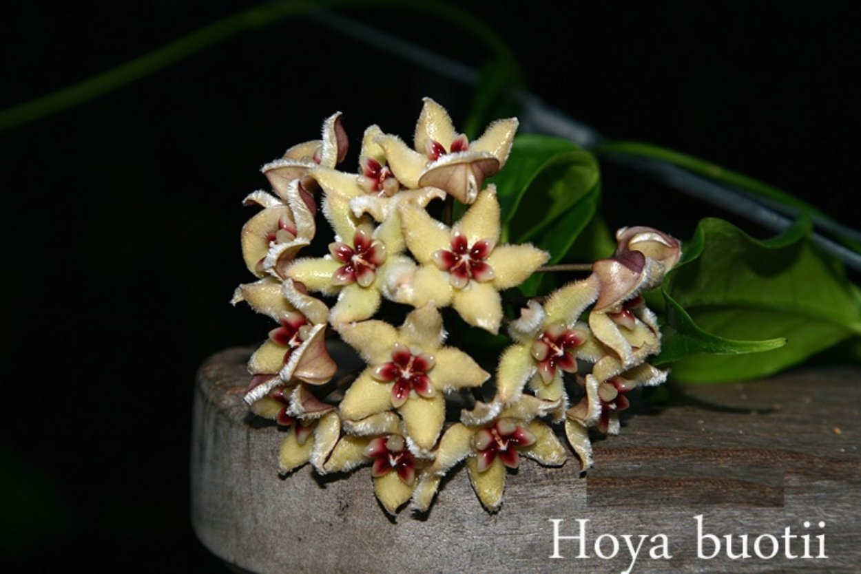 Хойя буотти Hoya buotii