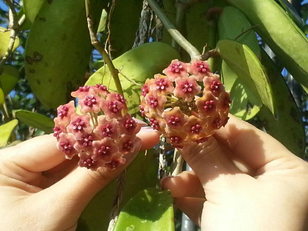 Хойя Санрайз цветение