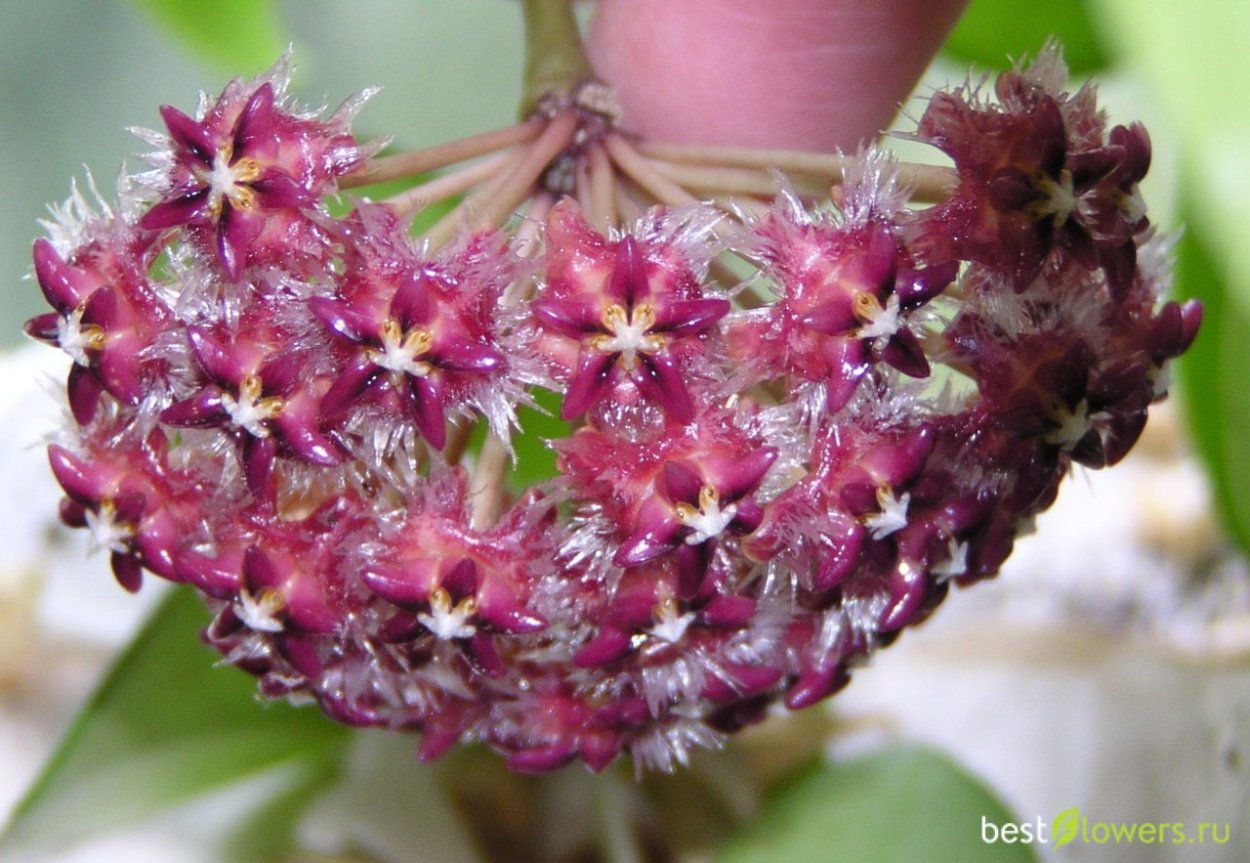 Hoya mindorensis Purple Star