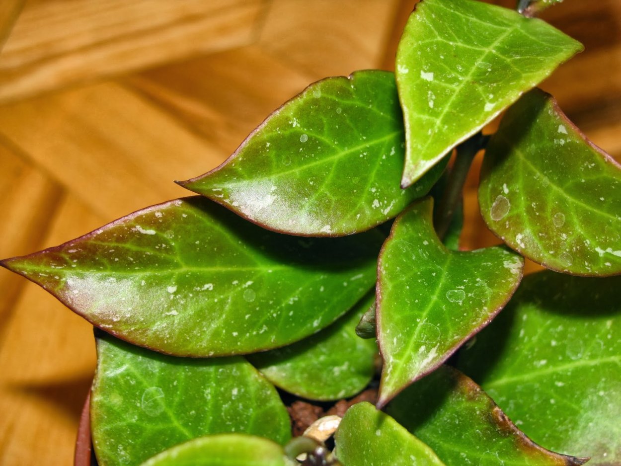 Хойя Санрайз