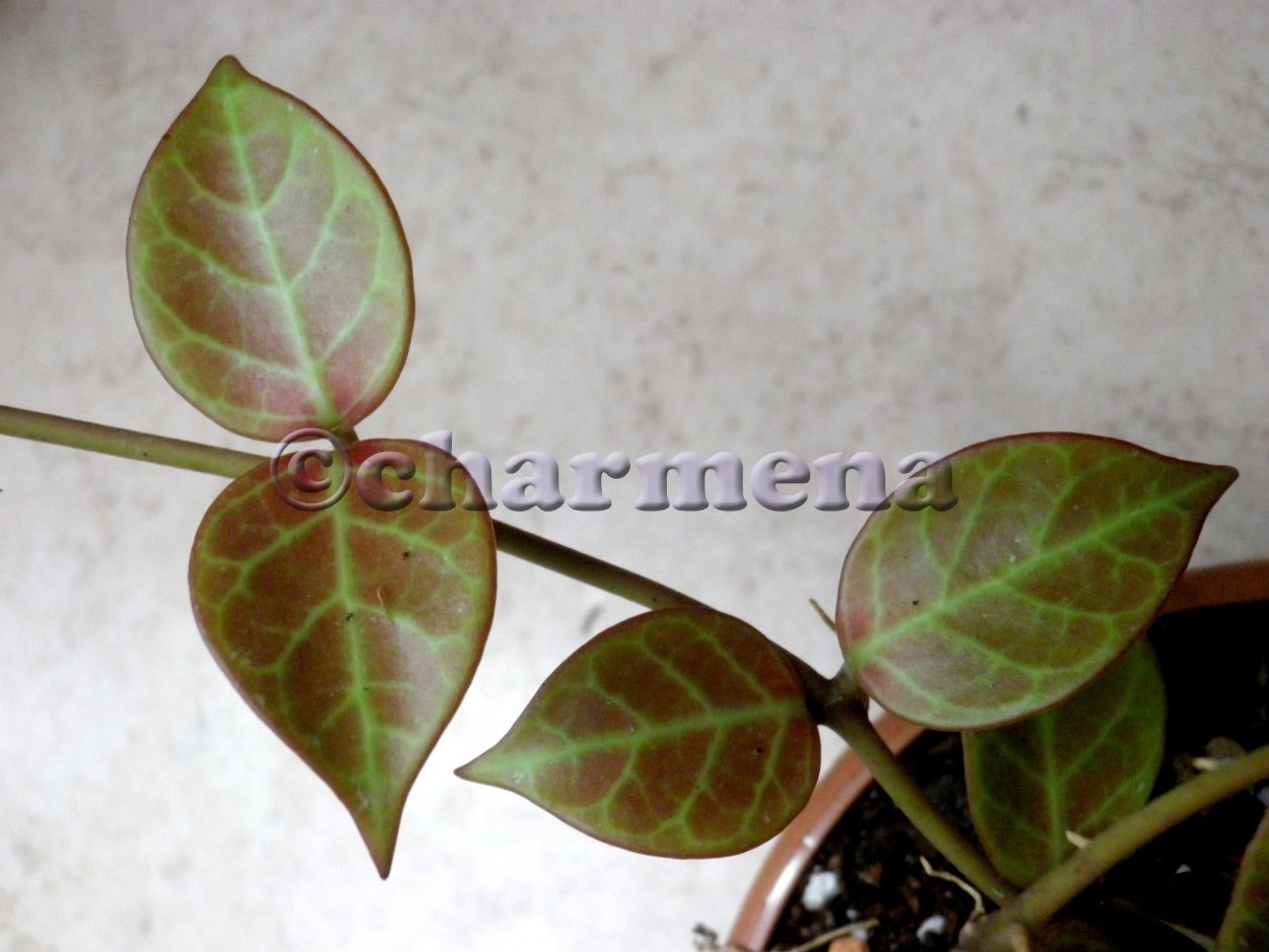 Хойя лакуноза Санрайз