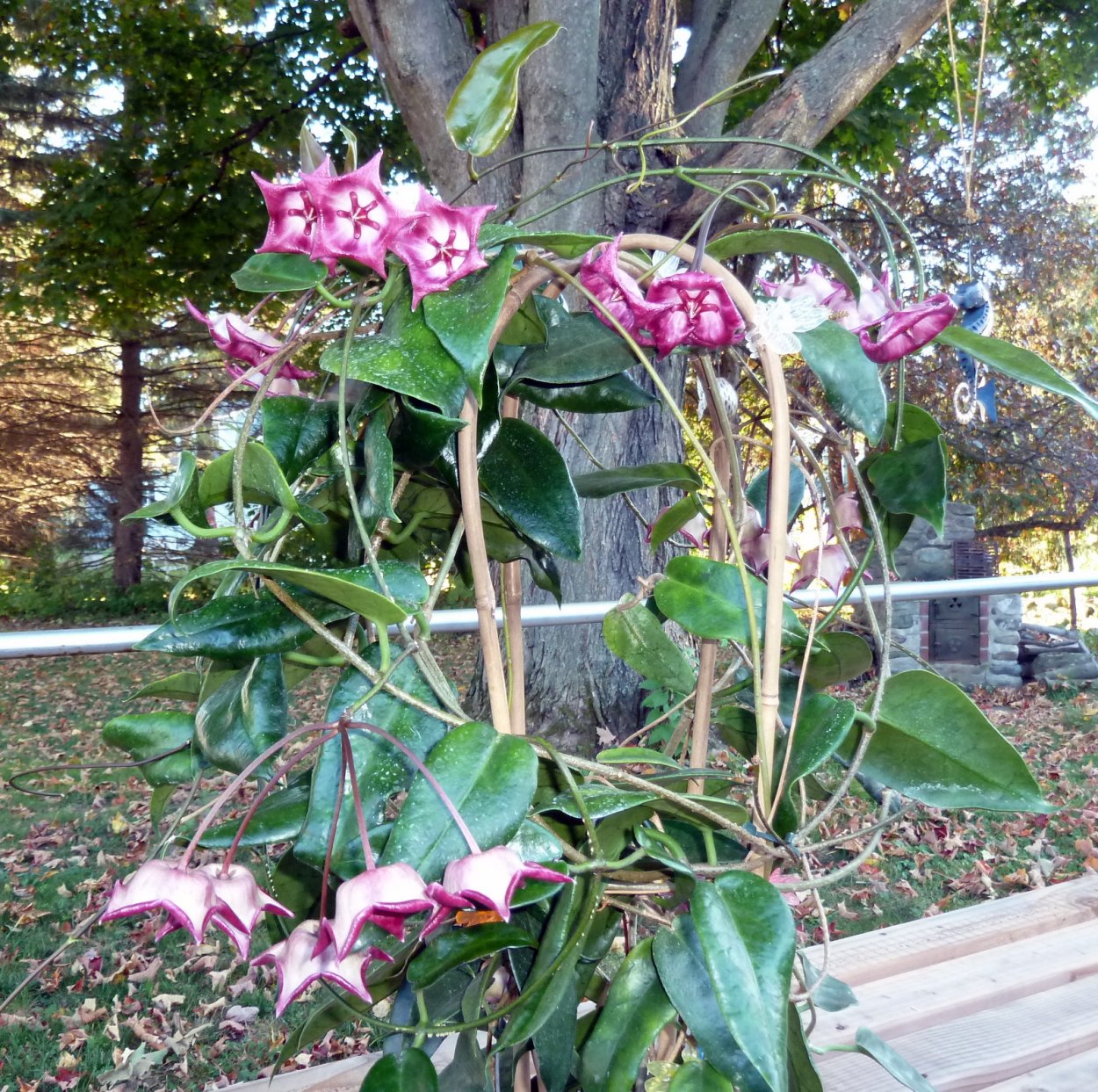 Хойя св Санрайз