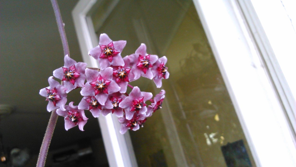 Хойя Триколор