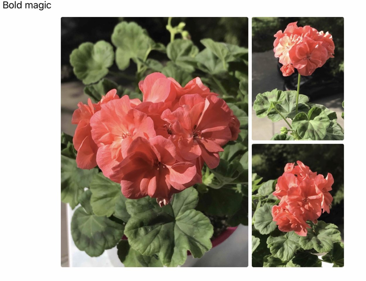 25. + Rococo пеларгония