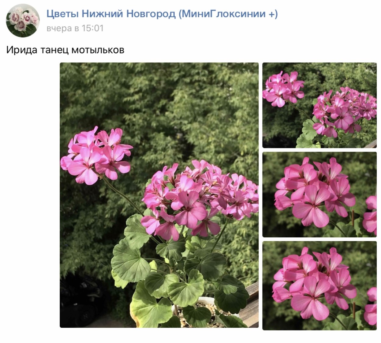 Пеларгония зональная рококо