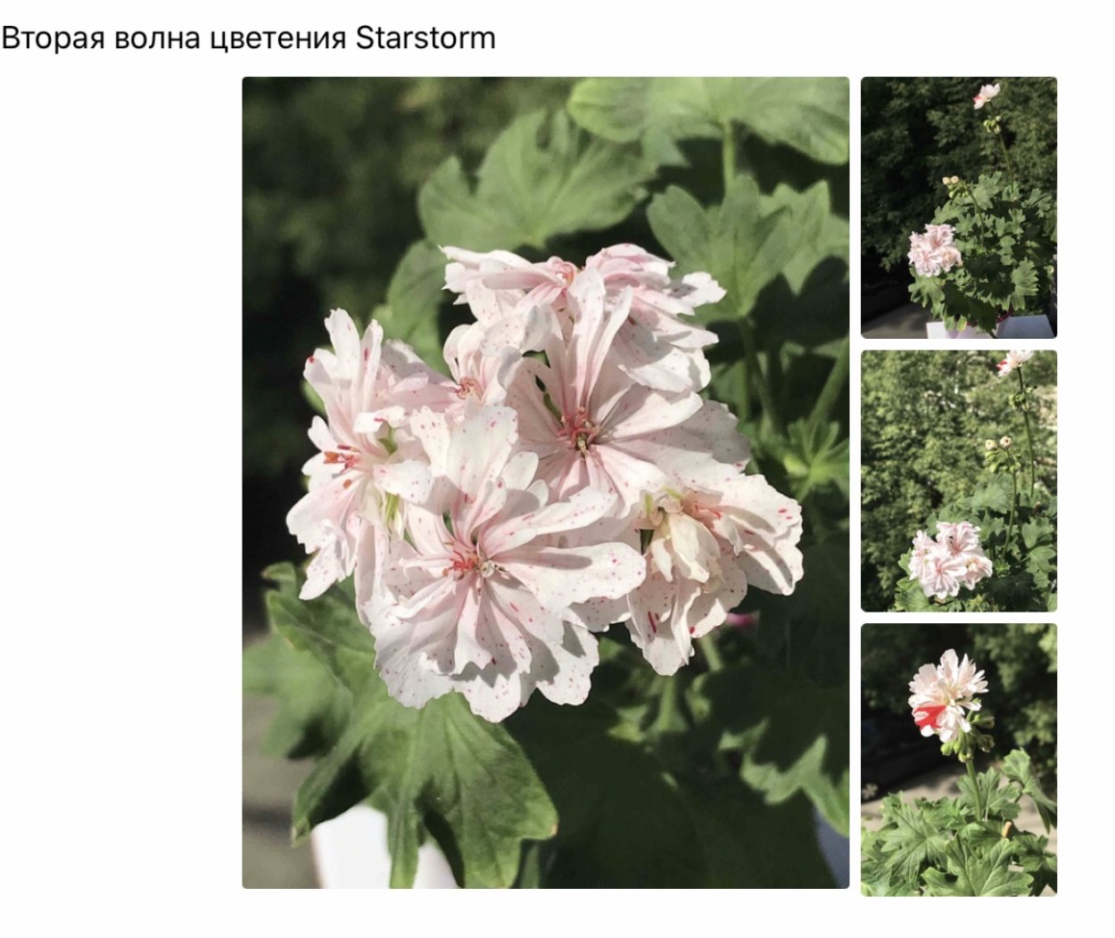 Пеларгония рококо Анита