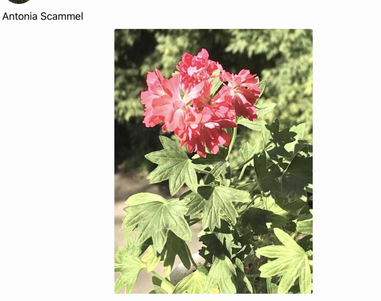 Пеларгония Аленький цветочек