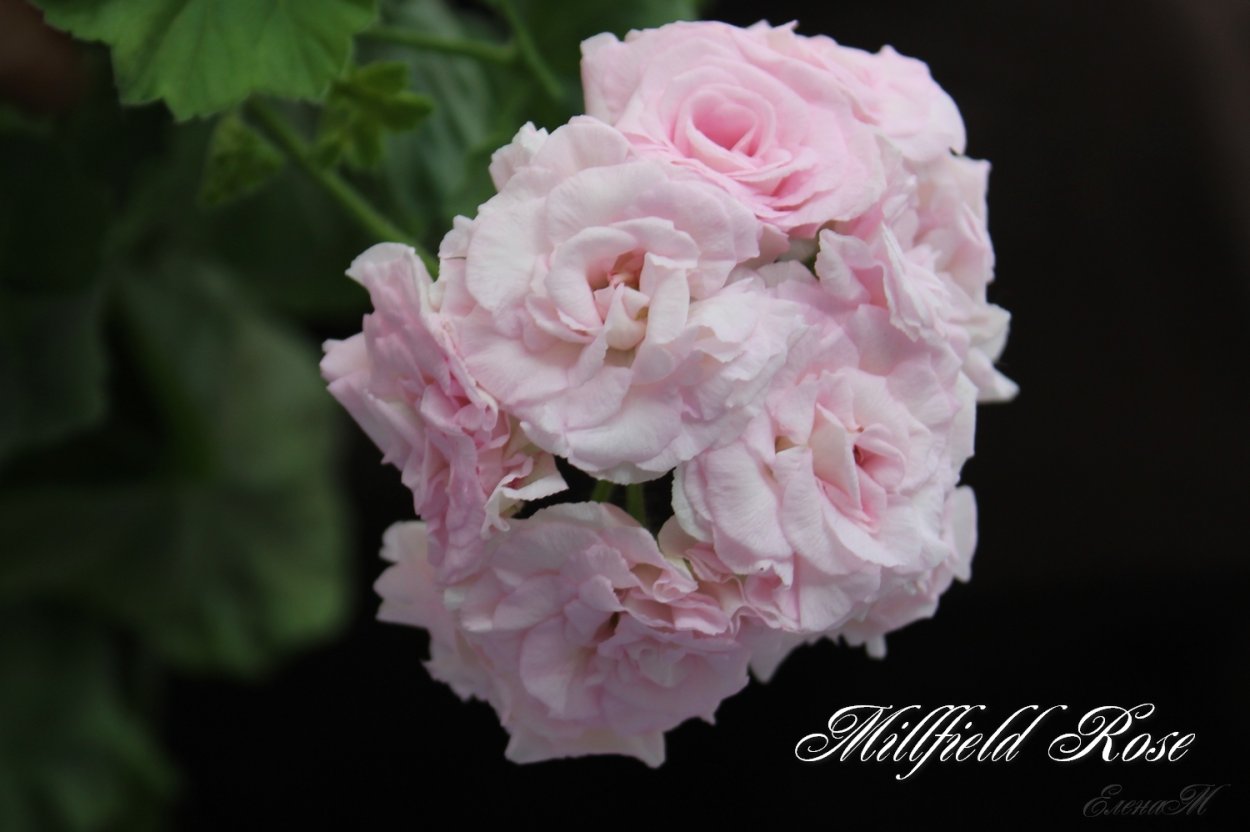 Пеларгония Милфилд Роуз