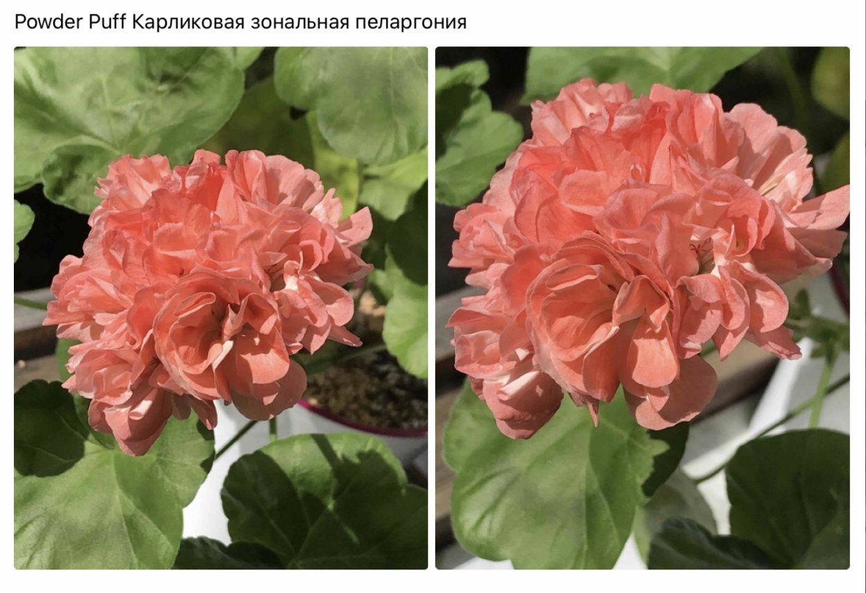 Пеларгония рококо 44