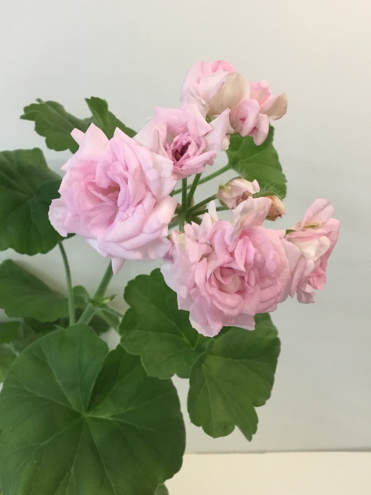 Герань леди Гертруда