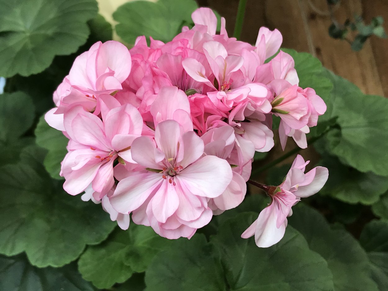 Пеларгония Окколд Лагун