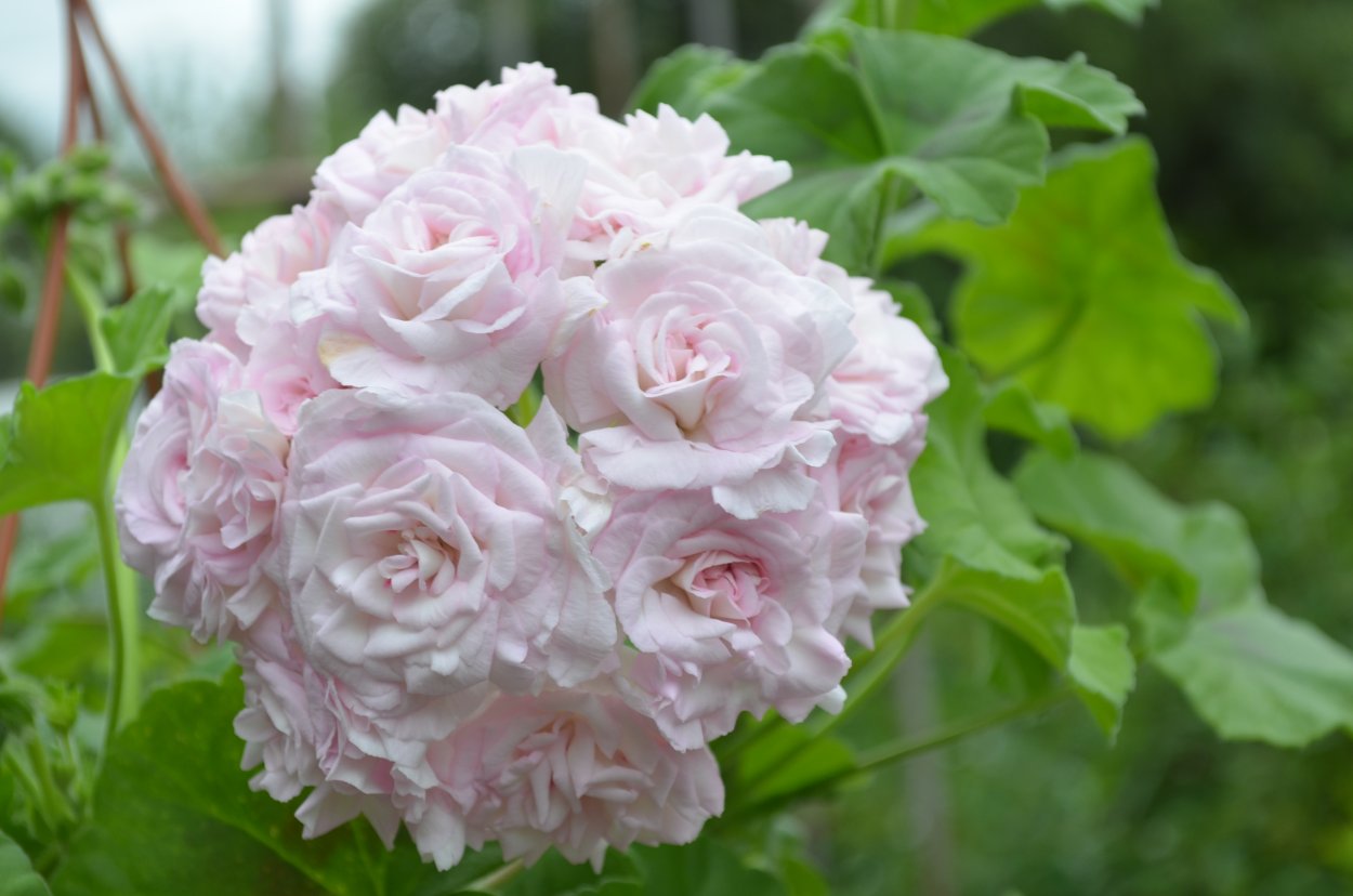 Герань розебудная Густов