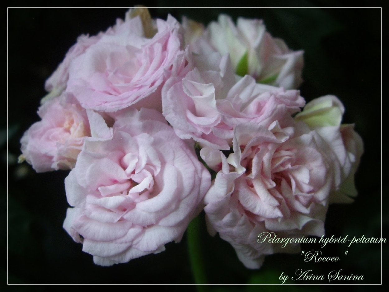 Пеларгония розебудная Rococo