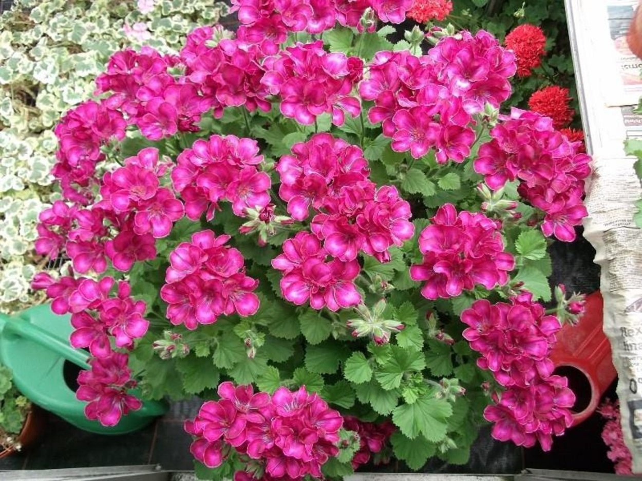 Герань Lady Gertrude