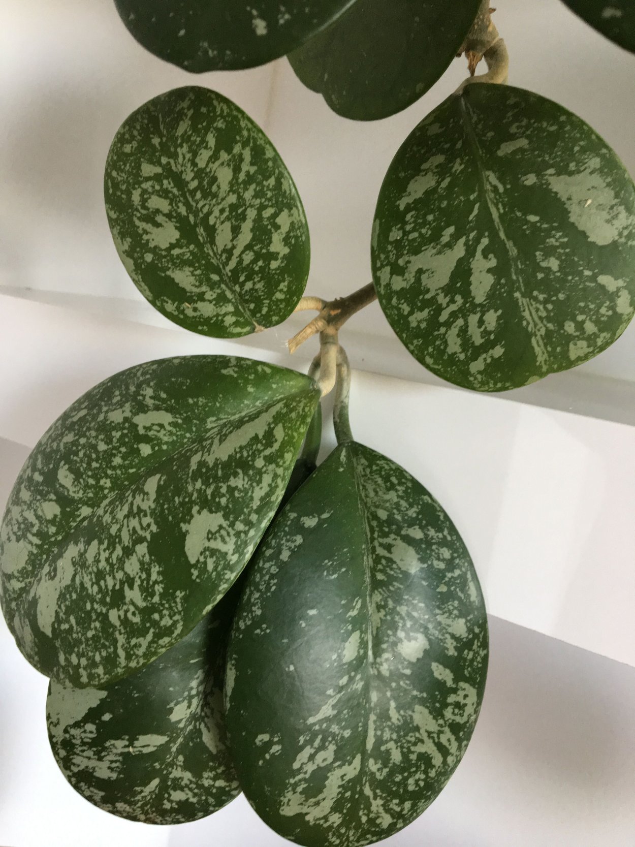 Хойя obovata Splash