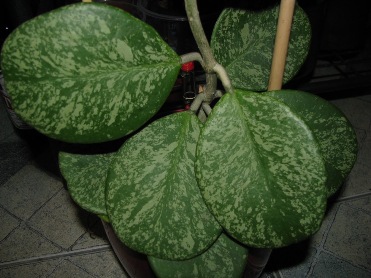 Хойя Обовата Альба