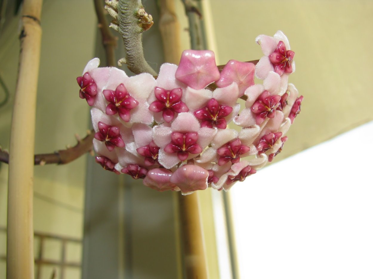 Хойя Обовата