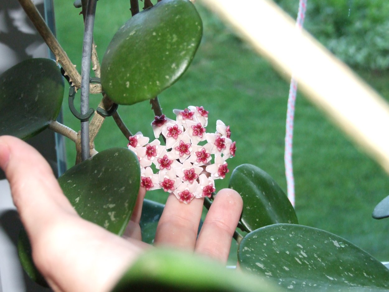 Хойя Обовата Вариегата Сплеш