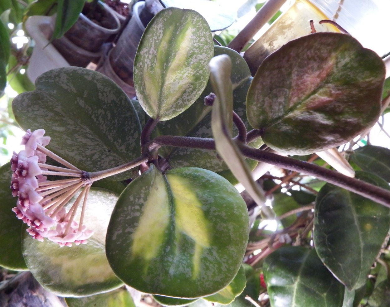 Хойя Обовата вариегатная Сплеш