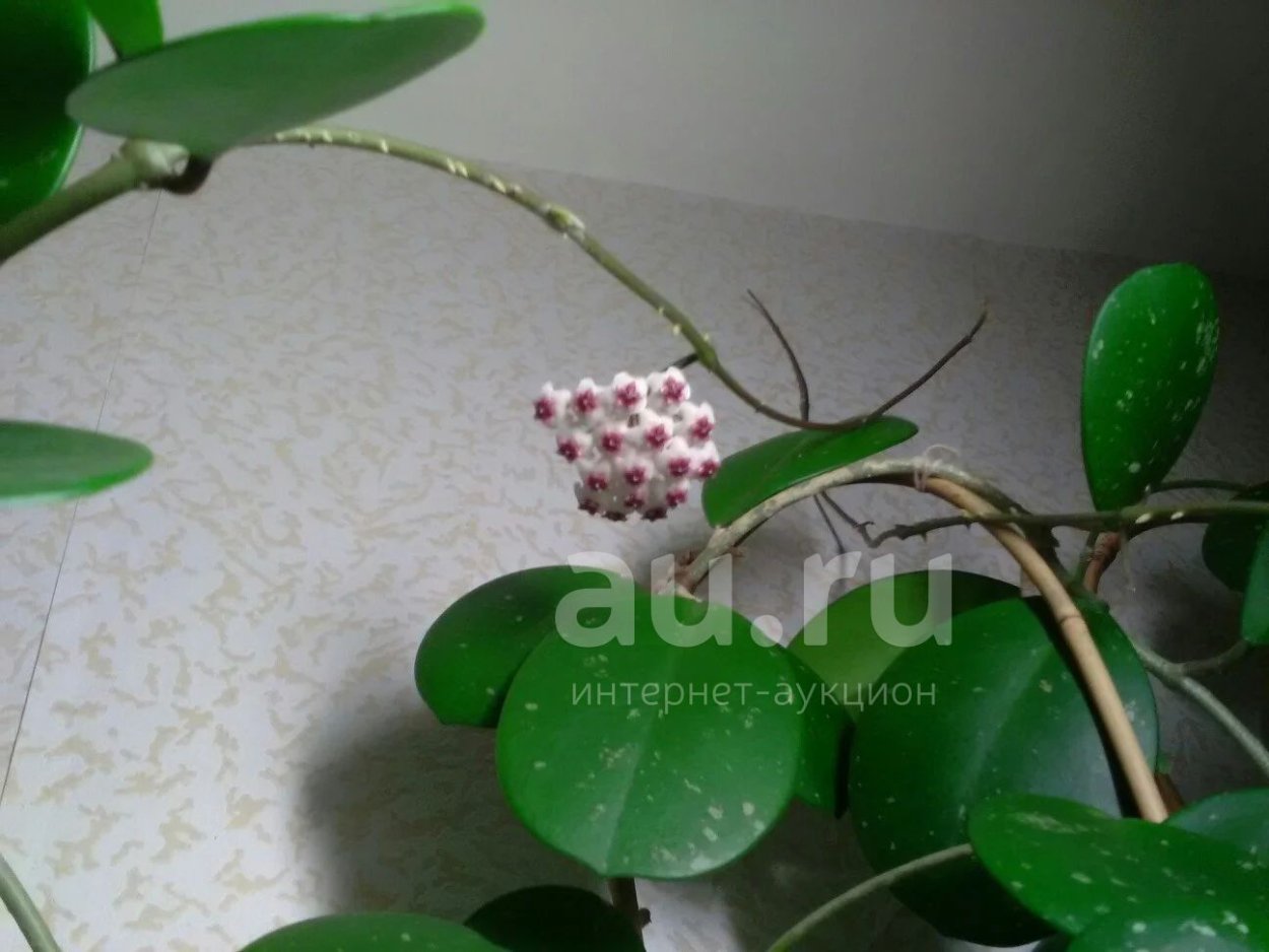 Хойя Светлана Сплеш