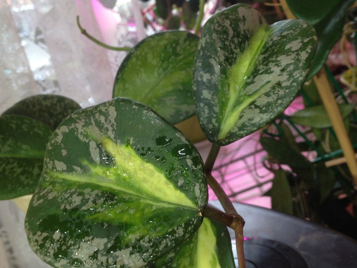 Хойя Обовата Вариегата