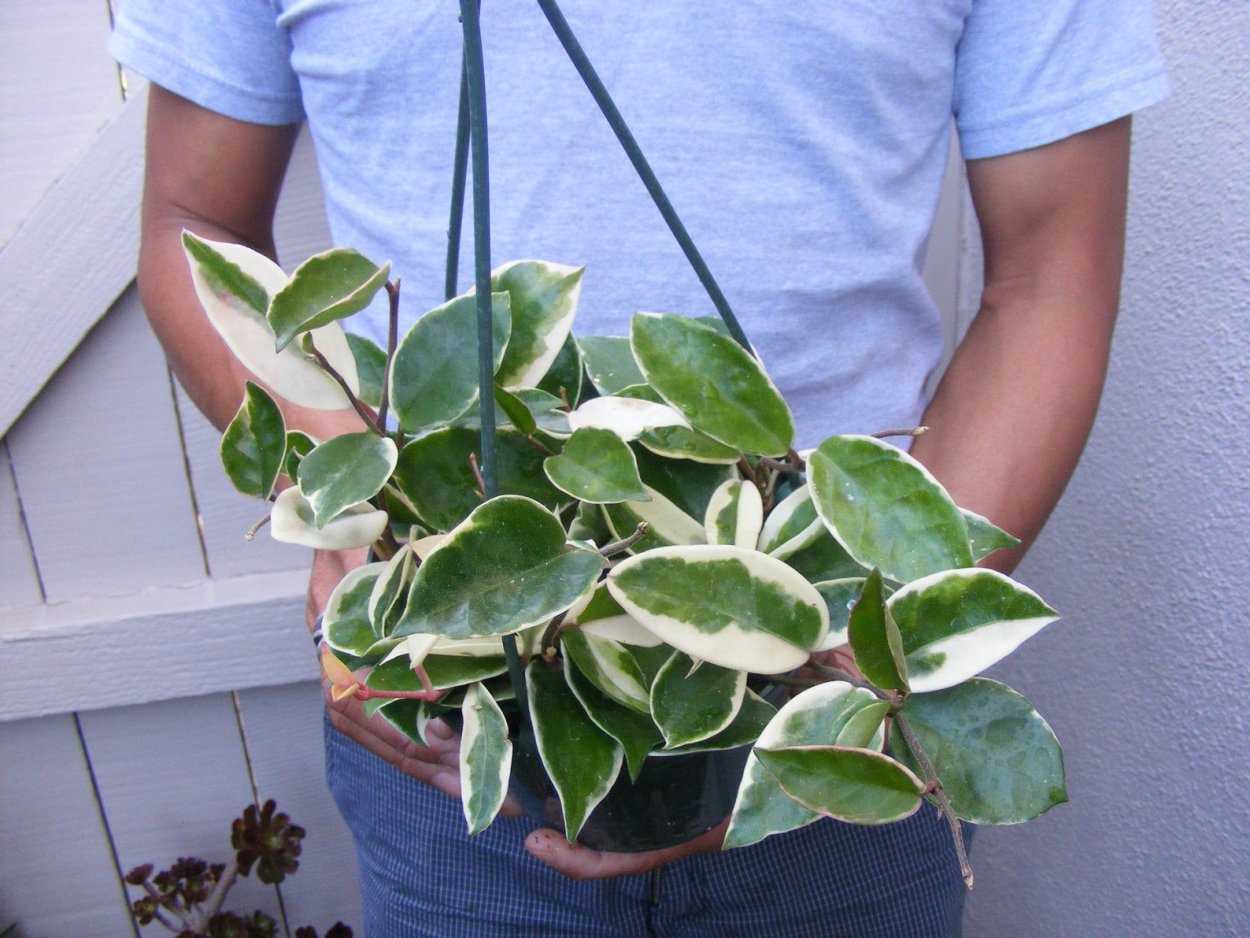 Хойя Рубра Триколор