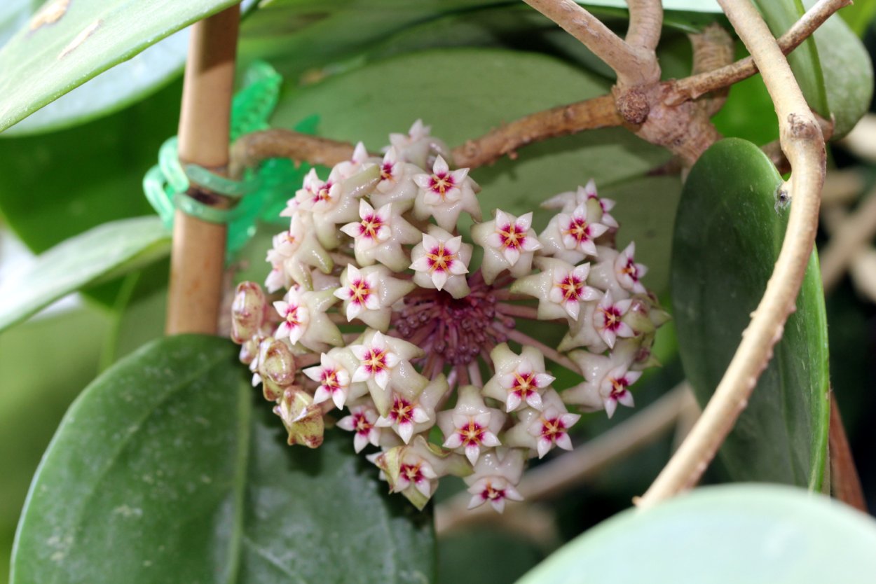 Хойя parasitica Northabli