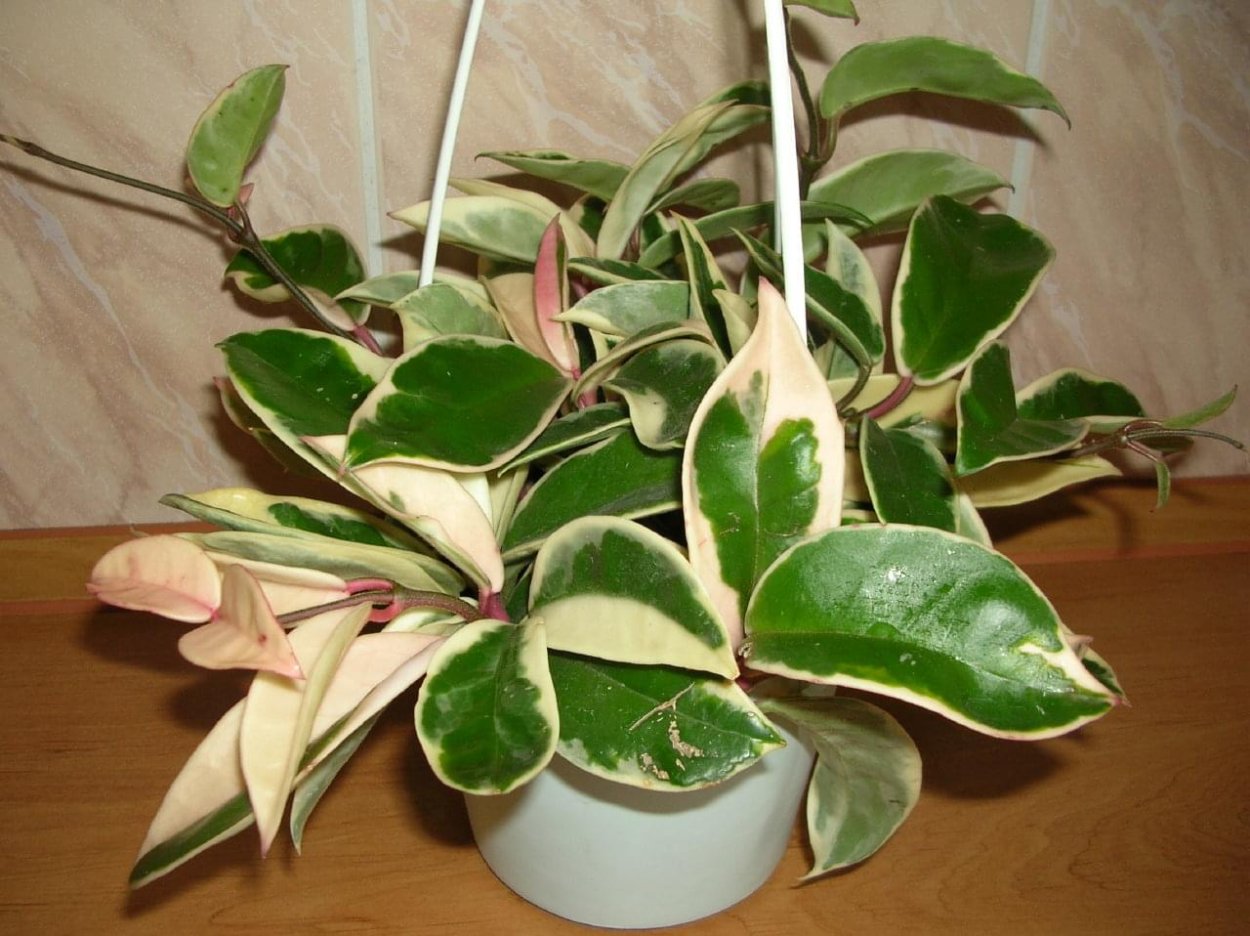 Хойя Карноза Вариегата