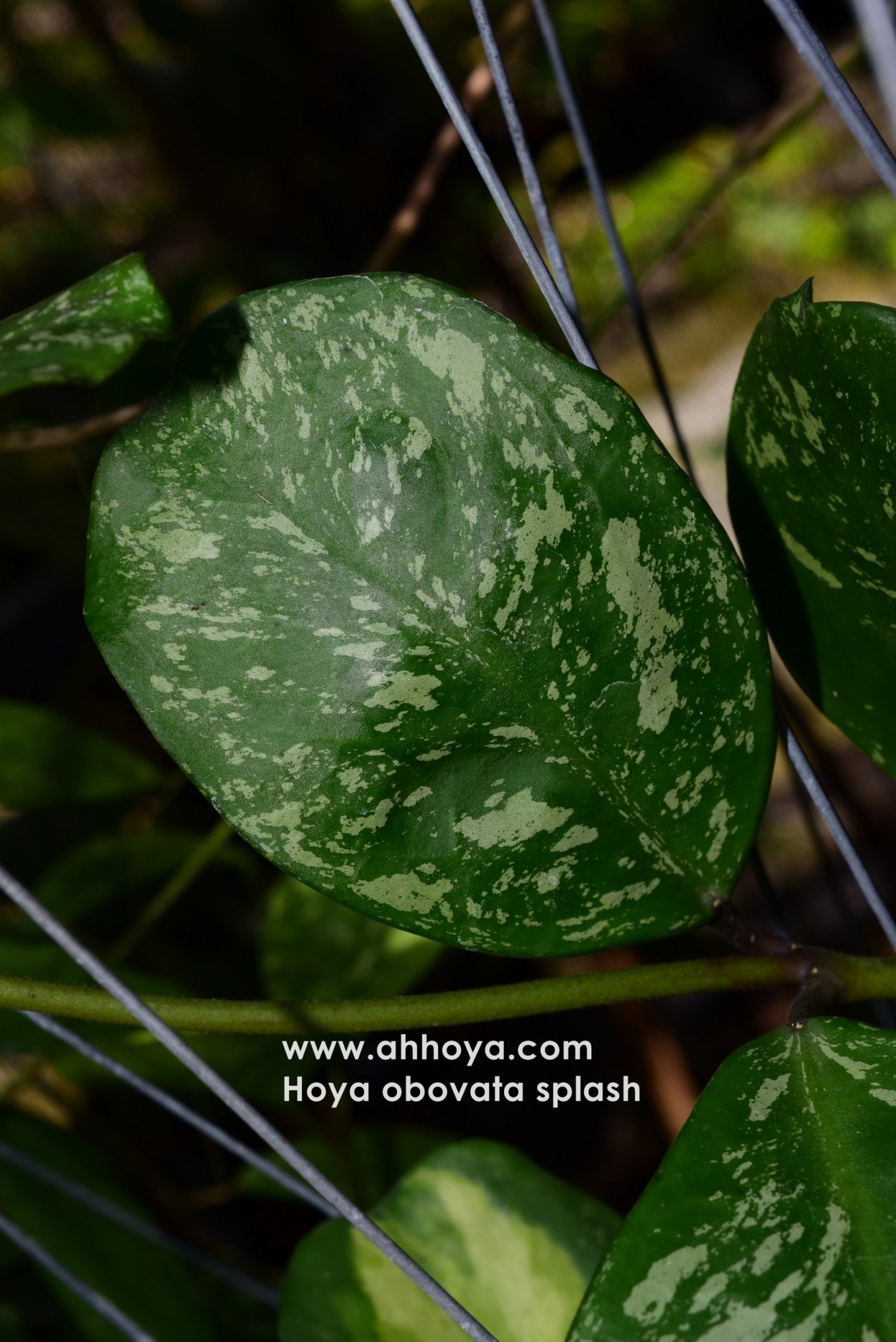 Хойя Обовата Сплеш